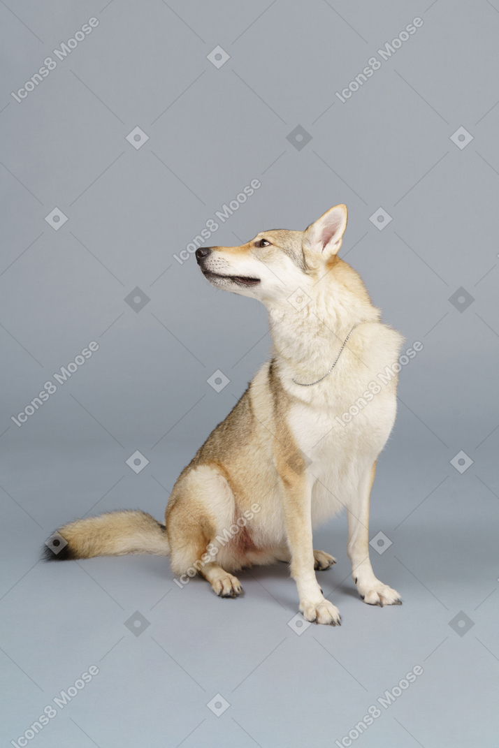 Vista frontal de un perro girando la cabeza y mirando a un lado