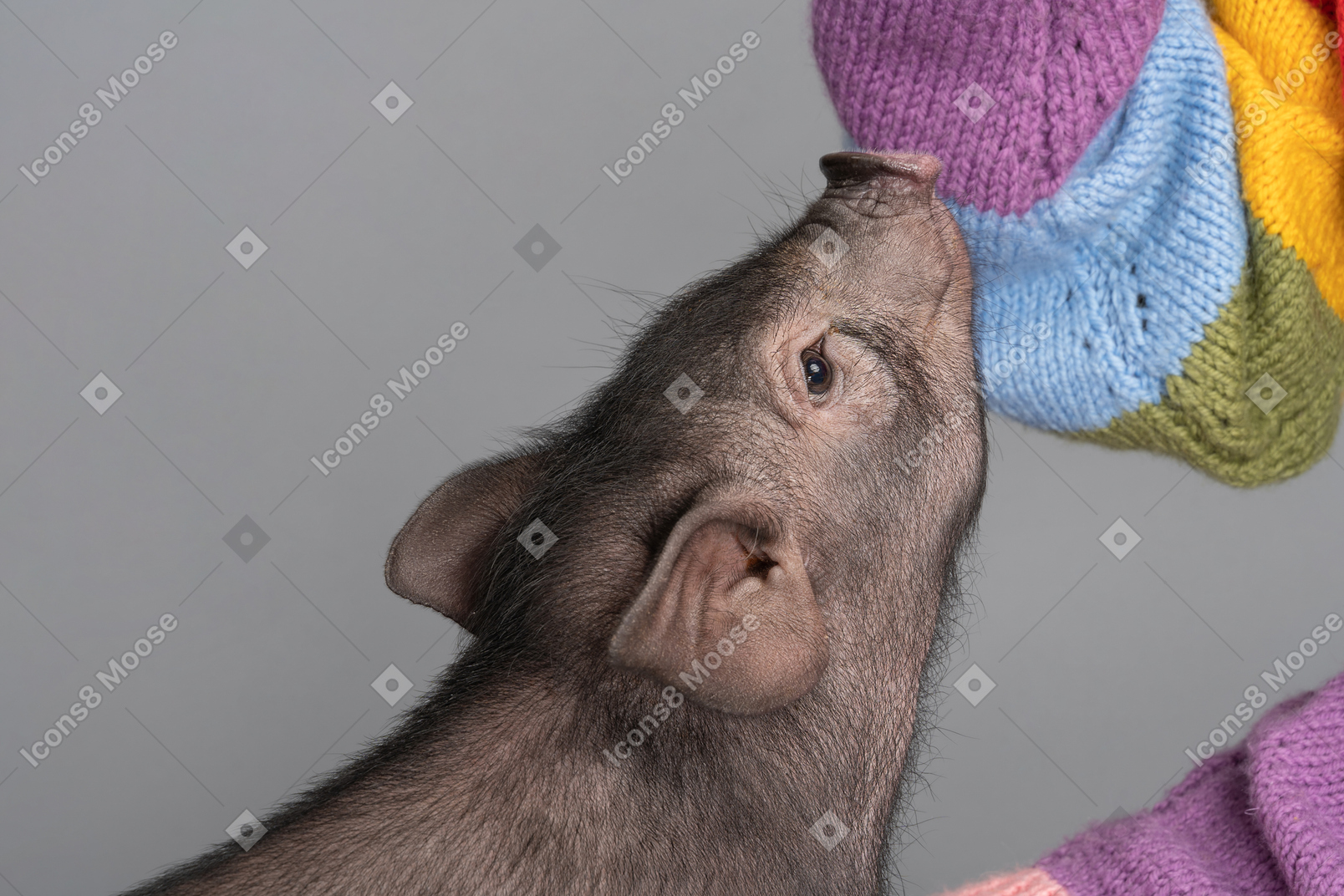 A human playing with a tiny pet pig