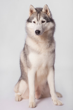 Cão ártico sentado