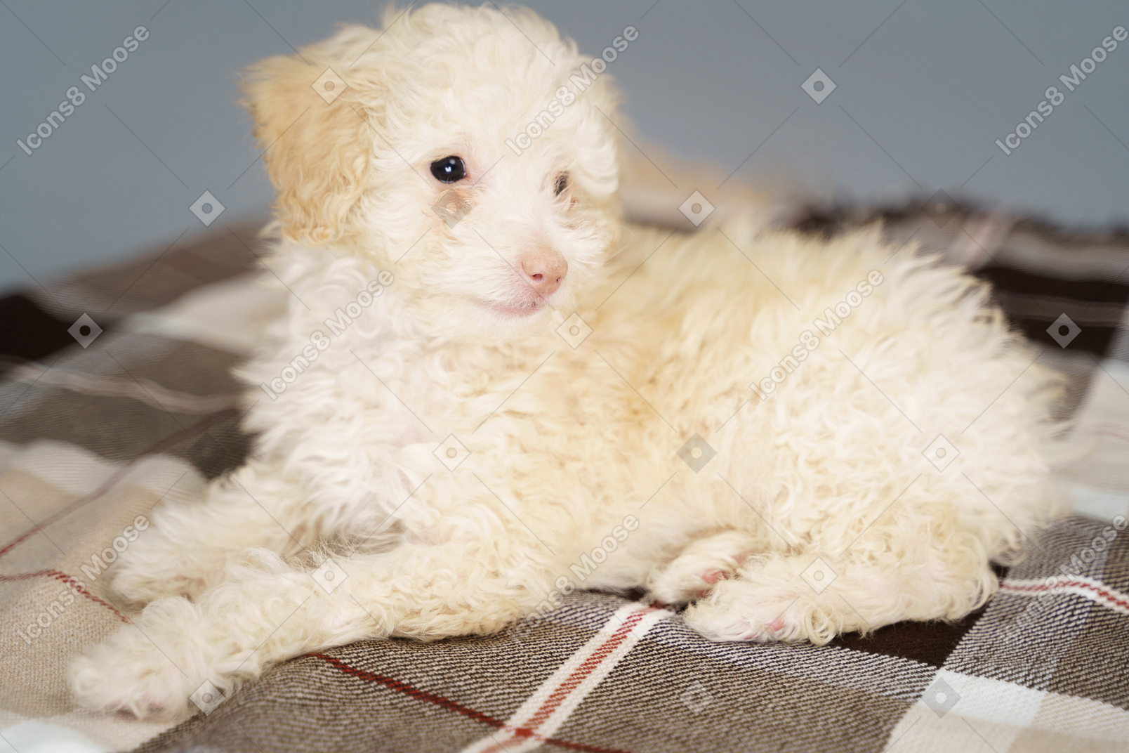 チェックの毛布の上に横たわって脇を見ている小さな子犬のフルレングス