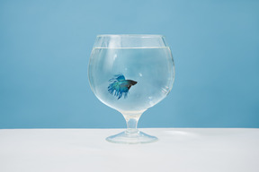 Pesce azzurro in un bicchiere di brandy