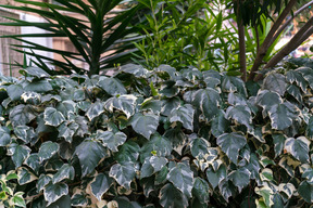 Closeup photo of different plants