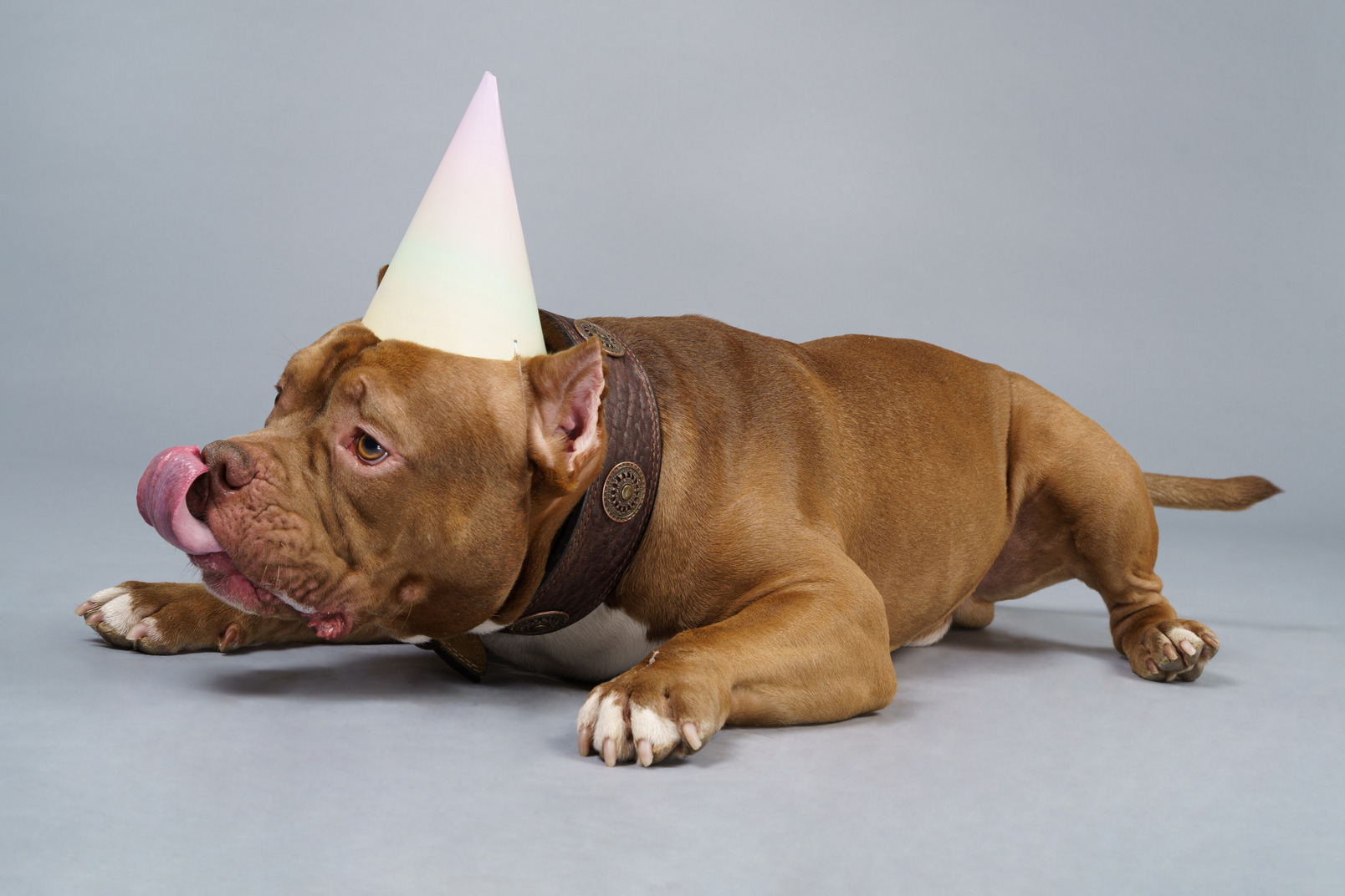 Front view of a sad brown bulldog in a dog collar and cap looking aside and showing tongue