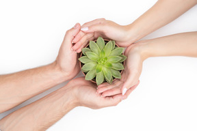 Mãos femininas e masculinas, segurando uma planta verde em pote