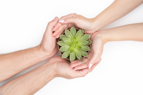 Manos femeninas y masculinas que sostienen la planta verde en maceta