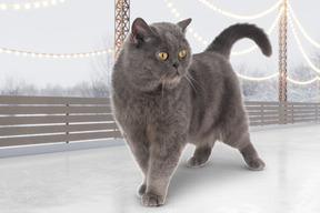 Giant cat walking in an ice rink