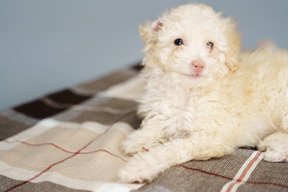 De cuerpo entero de un pequeño cachorro acostado sobre una manta de cuadros y mirando a la cámara