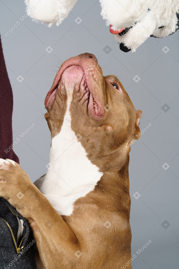 Close-up de um bulldog marrom levantando a cabeça e olhando para um brinquedo fofo
