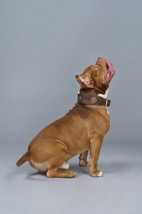 Vista lateral de um bulldog marrom pulando olhando para cima e levantando o rabo