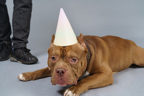 Close-up a sad brown bulldog in a dog collar and cap looking at camera and lying near human legs