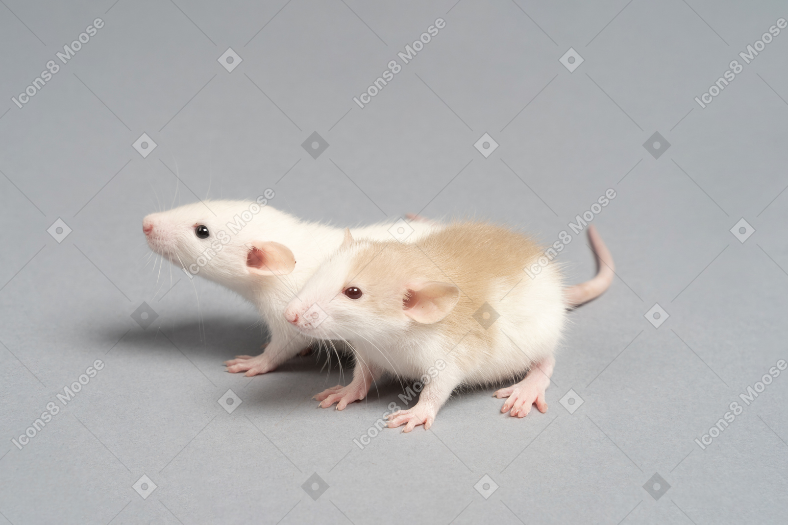 Two cute fluffy mice