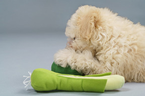 Side view of a tiny white poodle playing with toy vegetables