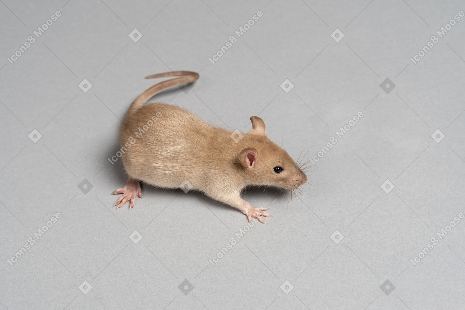 One brown mouse on grey background