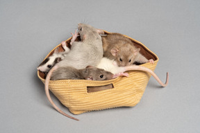 Mice in a yellow bag