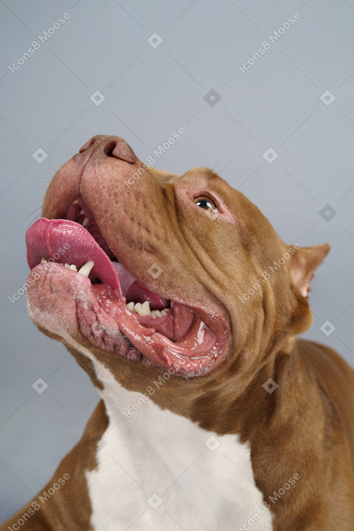 Close-up de un bulldog marrón levantando la cabeza y mirando hacia arriba abriendo mandíbulas