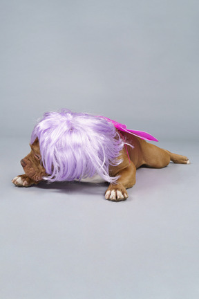 Front view of a tired dog fairy in purple wig lying and looking aside