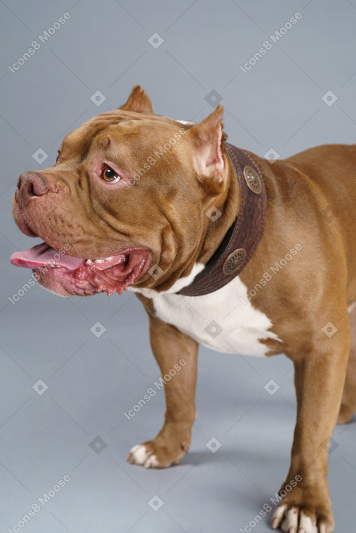 Close-up of a brown bulldog looking aside