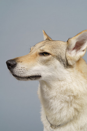 Close-up of a suspicious dog looking aside