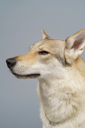 Close-up de un perro sospechoso mirando a un lado