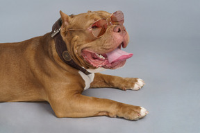 Vista laterale di un bulldog marrone alla moda sdraiato e indossando occhiali da sole rosa