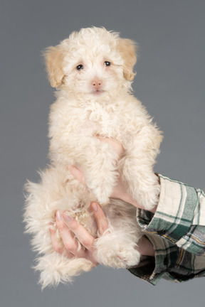 Mignon caniche blanc posant sur fond gris