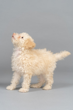 Poodle branco, olhando para cima