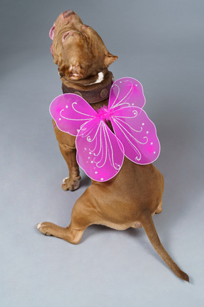 Vista posterior de un hada perro con alas rosas mirando hacia arriba mientras está sentado