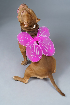 Back view of a dog fairy with pink wings looking up while sitting