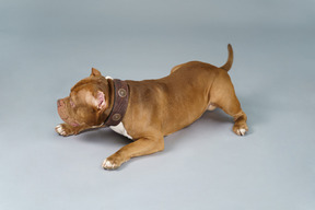 Close-up an active brown bulldog isolated on grey