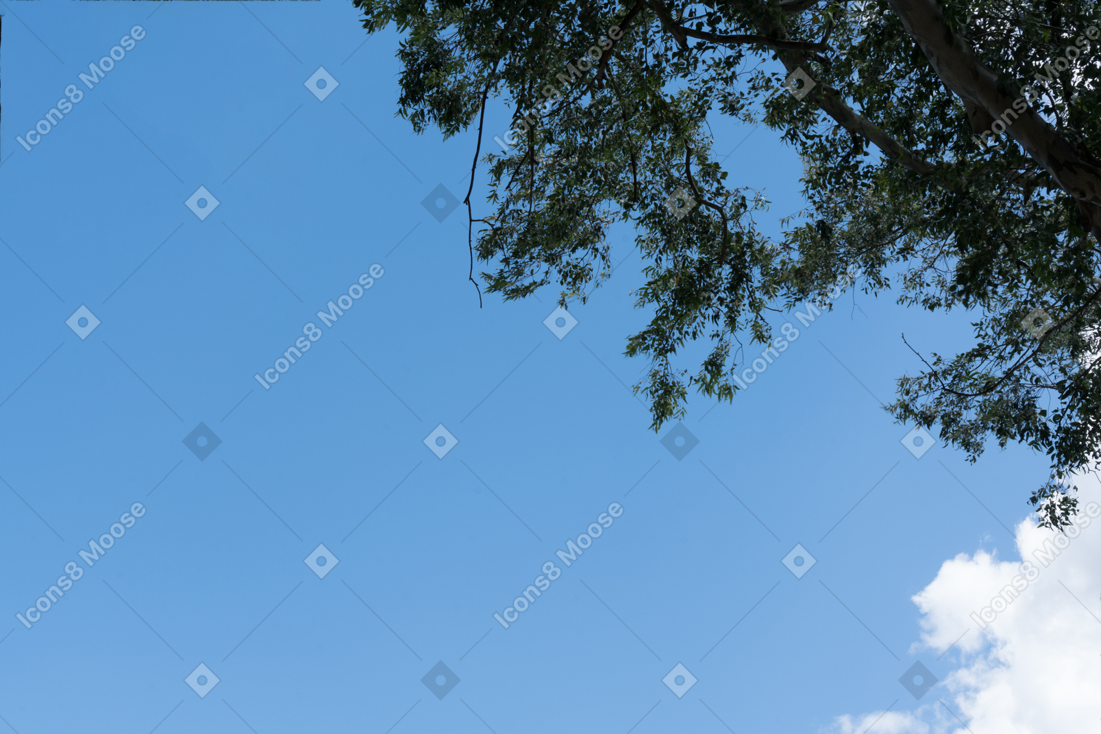 The view of the sky and tree above