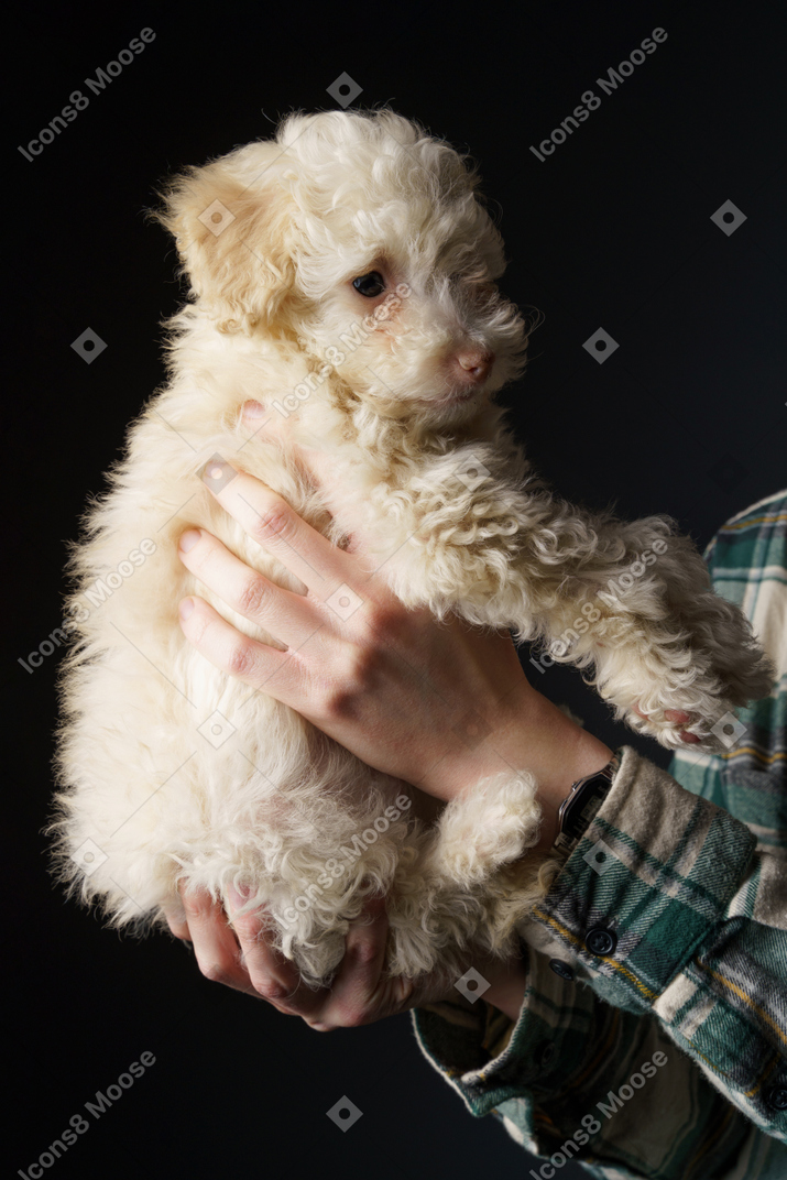 Side view of a white poodle in human hands looking aside