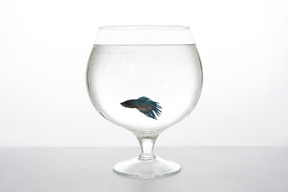 Blauer fisch in einem schnapsglas