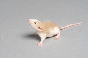 Un ratoncito blanco