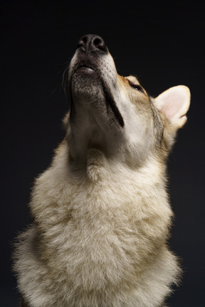 Nahaufnahme eines wolfsähnlichen hundes, der nach oben schaut