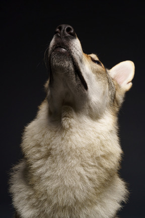 Close-up de um cachorro parecido com um lobo olhando para cima