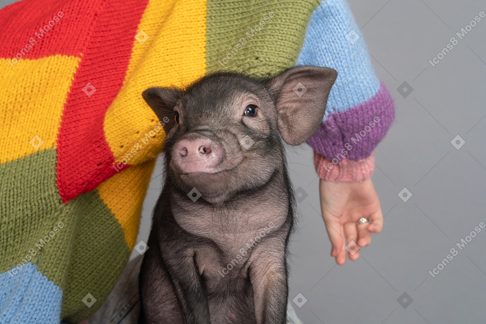 귀여운 돼지 옆에 앉아 컬러 풀 한 스웨터를 입은 여성