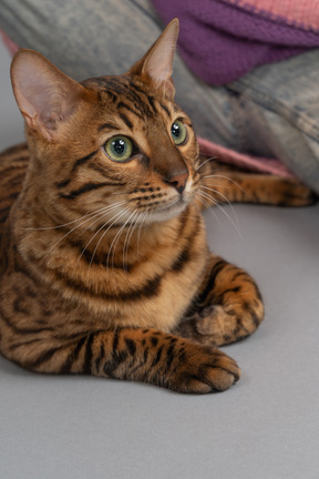 Um gato de bengala deitado confortavelmente