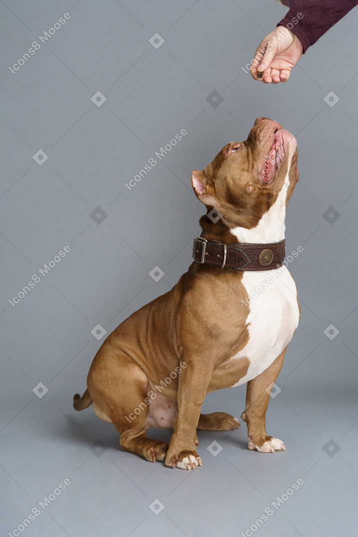 Seitenansicht einer braunen bulldogge, die menschliche hand ansieht