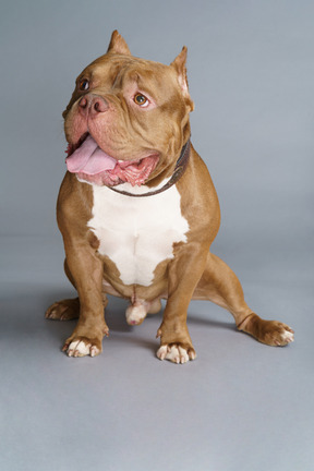 Full-length of a brown bulldog sitting and looking aside sadly