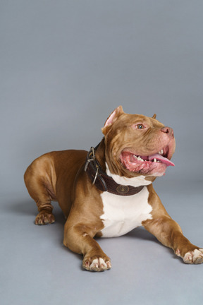 Vista frontale di un bulldog sdraiato con un collare per cani che osserva da parte