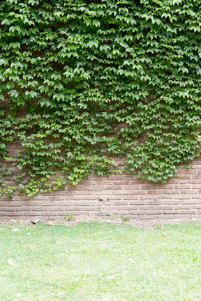 Un poco de natural en la pared de ladrillo.