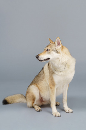 Front view of a dog turning head and looking aside