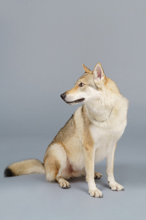 Vue de face d'un chien tournant la tête et regardant de côté