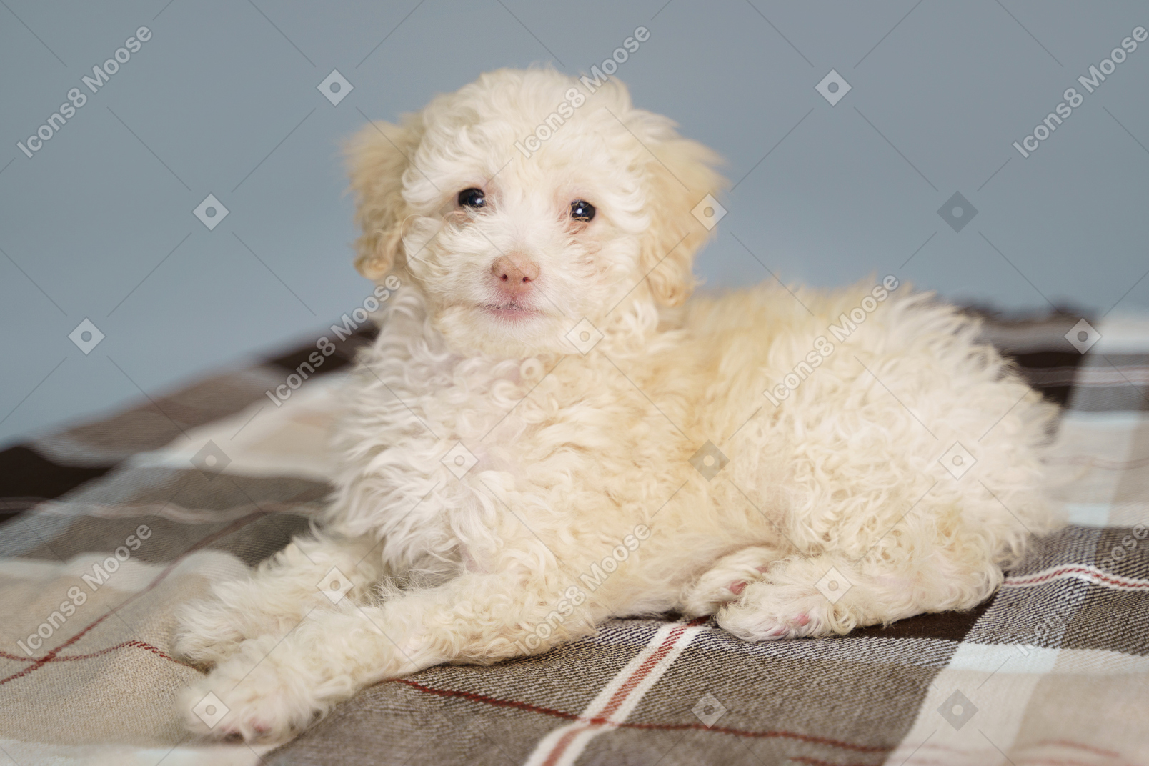一只小狗躺在一张检查的毯子上，看着相机的四分之三的视图
