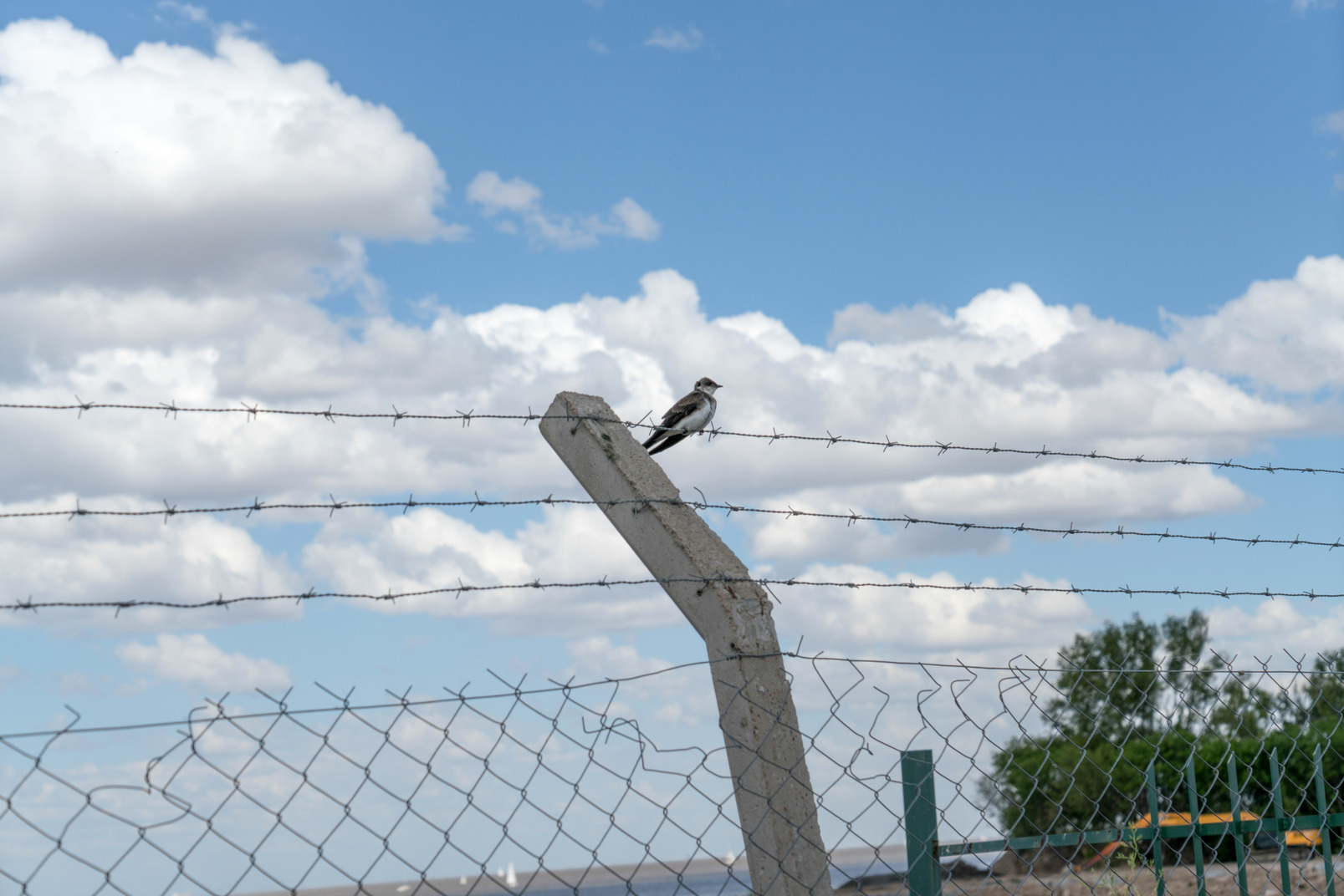 Bird sitting on the prickly fence
