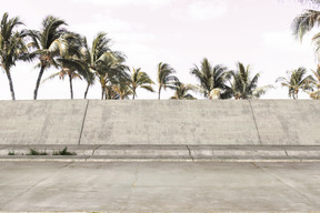 Parede de concreto com palmeiras ao fundo