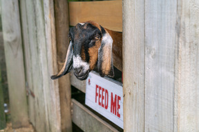 Goat next to a feed me sign