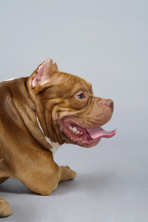 Close-up de um bulldog marrom deitado e olhando para o lado enquanto mostra a língua