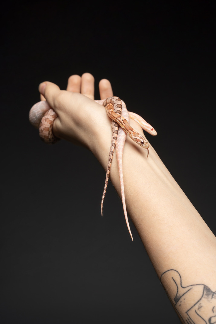 Two little corn snakes on human's hand