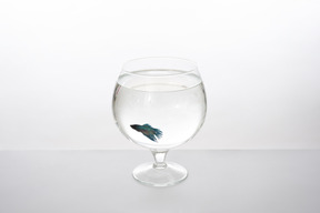 Blauer fisch in einem schnapsglas